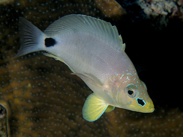 Butter Hamlet - Hypoplectrus unicolor - Turks and Caicos