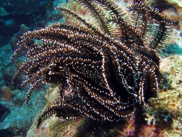 Black and White Crinoid - Nemaster grandis - Bonaire