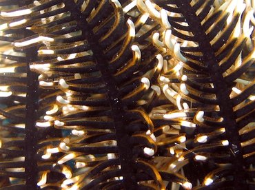 Black and White Crinoid - Nemaster grandis - Aruba