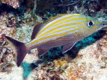 Caesar Grunt - Haemulon carbonarium - Isla Mujeres, Mexico