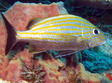 Caesar Grunt - Haemulon carbonarium - Isla Mujeres, Mexico