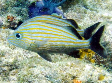 Caesar Grunt - Haemulon carbonarium - Key Largo, Florida