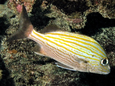 Caesar Grunt - Haemulon carbonarium - Key Largo, Florida