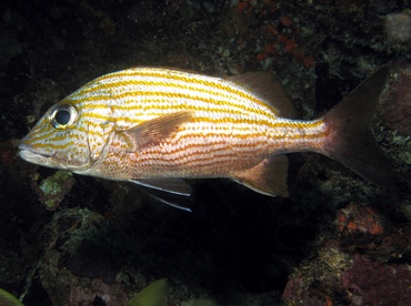 Caesar Grunt - Haemulon carbonarium - Key Largo, Florida