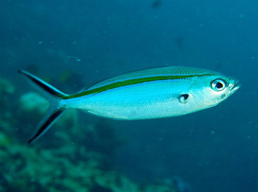 Scissortail Fusilier - Caesio caerulaurea - Fiji