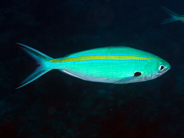 Scissortail Fusilier - Caesio caerulaurea - Great Barrier Reef, Australia