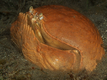 Giant Box Crab - Calappa calappa - Anilao, Philippines