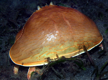 Giant Box Crab - Calappa calappa - Anilao, Philippines