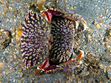 Flame Box Crab - Calappa flammea - Blue Heron Bridge, Florida