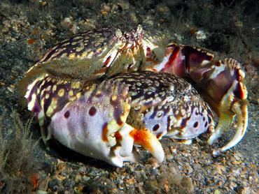 Flame Box Crab - Calappa flammea - Blue Heron Bridge, Florida