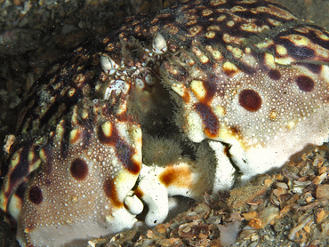 Flame Box Crab - Calappa flammea - Blue Heron Bridge, Florida