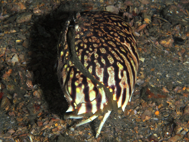 Flame Box Crab - Calappa flammea - Blue Heron Bridge, Florida