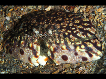 Flame Box Crab - Calappa flammea - Blue Heron Bridge, Florida