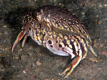 Flame Box Crab - Calappa flammea - Blue Heron Bridge, Florida