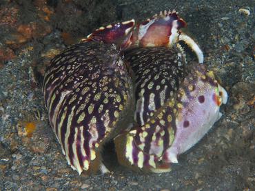 Flame Box Crab - Calappa flammea - Blue Heron Bridge, Florida