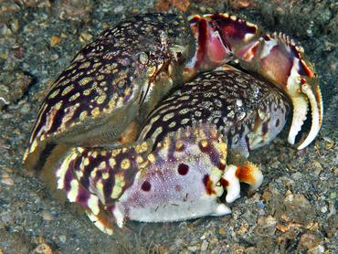 Flame Box Crab - Calappa flammea - Blue Heron Bridge, Florida