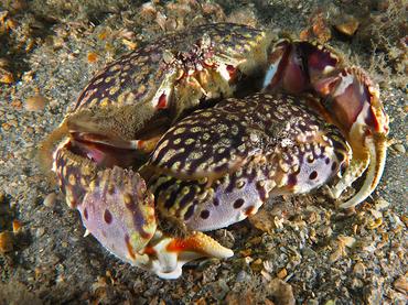 Flame Box Crab - Calappa flammea - Blue Heron Bridge, Florida