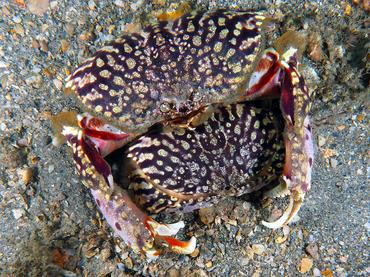 Flame Box Crab - Calappa flammea - Blue Heron Bridge, Florida