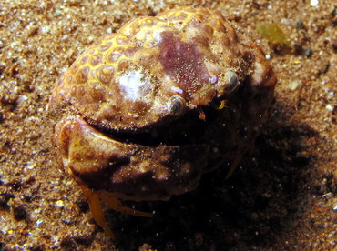 Rough Box Crab - Calappa gallus - Dumaguete, Philippines