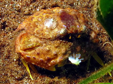 Rough Box Crab - Calappa gallus - Dumaguete, Philippines