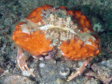 Yellow Box Crab - Calappa sulcata - Blue Heron Bridge, Florida