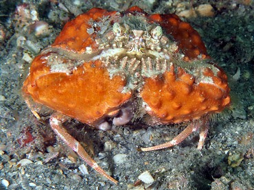 Yellow Box Crab - Calappa sulcata - Blue Heron Bridge, Florida