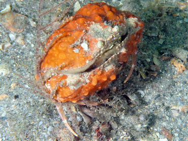 Yellow Box Crab - Calappa sulcata - Blue Heron Bridge, Florida