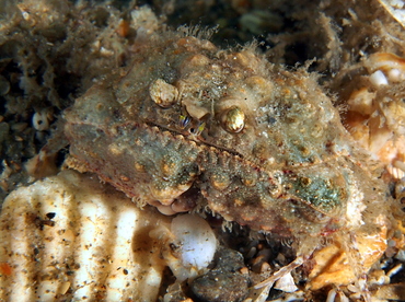 Yellow Box Crab - Calappa sulcata - Blue Heron Bridge, Florida