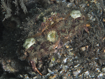 Yellow Box Crab - Calappa sulcata - Blue Heron Bridge, Florida