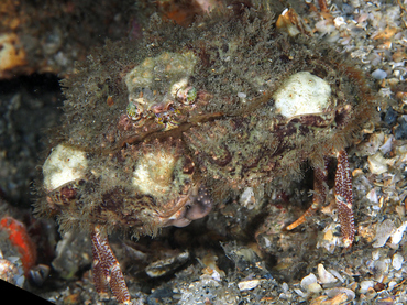 Yellow Box Crab - Calappa sulcata - Blue Heron Bridge, Florida