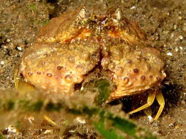 Torulose Box Crab - Calappa torulosa - Dumaguete, Philippines