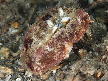 Tortuga Box Crab - Calappula tortugae - Blue Heron Bridge, Florida