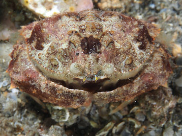 Tortuga Box Crab - Calappula tortugae - Blue Heron Bridge, Florida