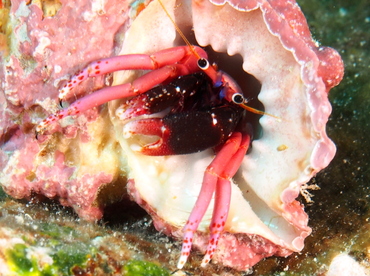 Haig's Hermit Crab - Calcinus haigae - Big Island, Hawaii