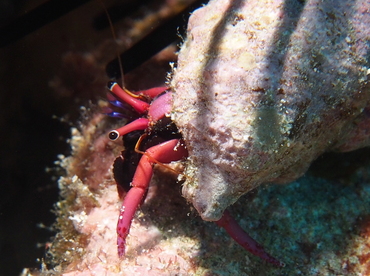 Haig's Hermit Crab - Calcinus haigae - Big Island, Hawaii