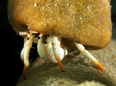 Small White Hermit Crab - Calcinus minutus - Wakatobi, Indonesia