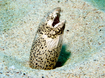 Freckled Snake Eel - Callechelys lutea - Big Island, Hawaii