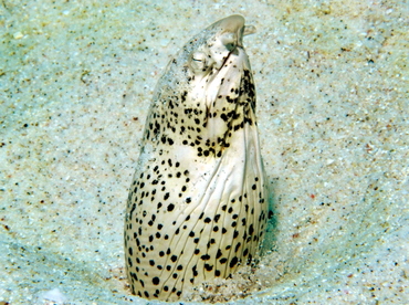 Freckled Snake Eel - Callechelys lutea - Big Island, Hawaii