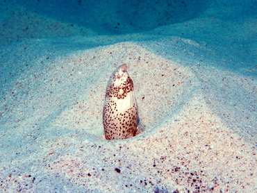 Freckled Snake Eel - Callechelys lutea - Big Island, Hawaii