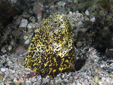 Marbled Snake Eel - Callechelys marmorata - Komodo, Indonesia