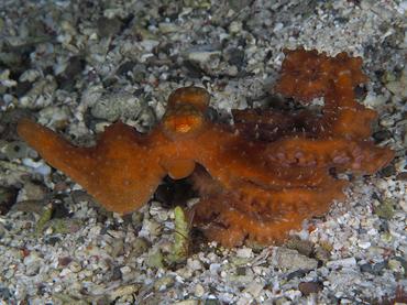 Starry Night Octopus - Callistoctopus luteus - Komodo, Indonesia