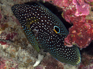 Comet - Calloplesiops altivelis - Wakatobi, Indonesia