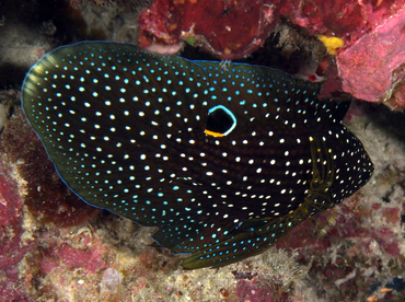 Comet - Calloplesiops altivelis - Wakatobi, Indonesia