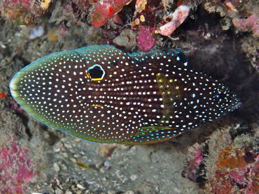 Comet - Calloplesiops altivelis - Lombok, Indonesia