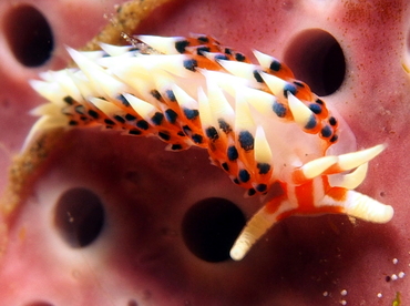 Indian Caloria - Caloria indica - Lembeh Strait, Indonesia