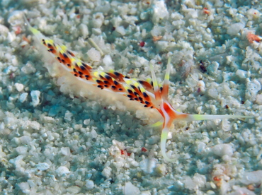 Indian Caloria - Caloria indica - Fiji