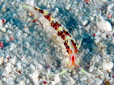 Indian Caloria - Caloria indica - Fiji