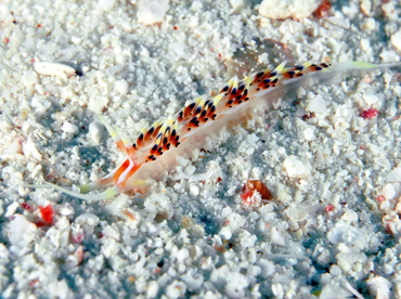 Indian Caloria - Caloria indica - Fiji