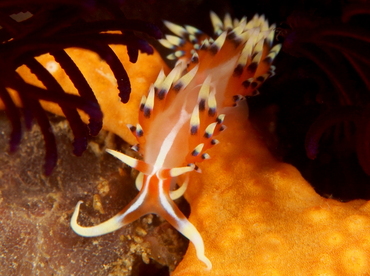 Indian Caloria - Caloria indica - Anilao, Philippines