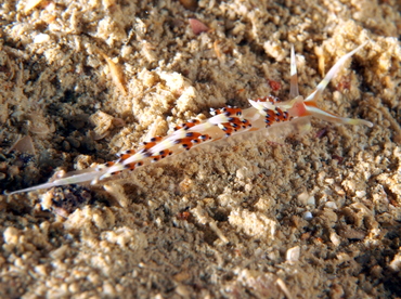 Indian Caloria - Caloria indica - Palau